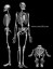 Skeleton